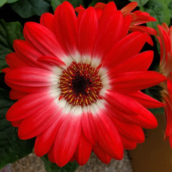 perennial flowers, thomas greenhouse